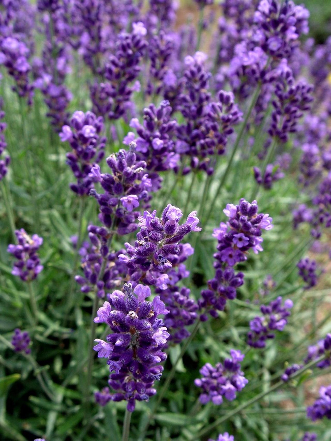 Snow Lavender